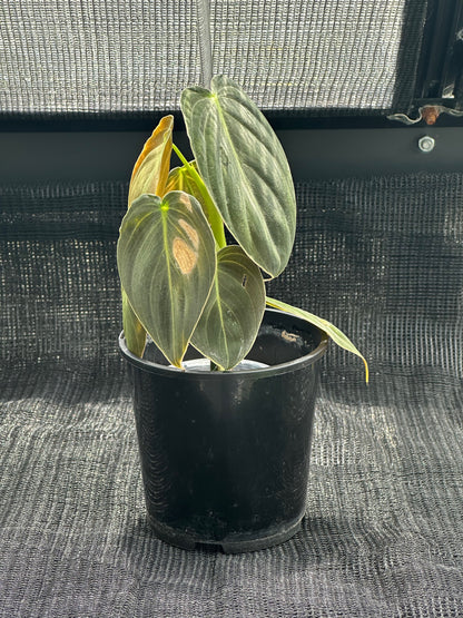 Philodendron Melanochrysum