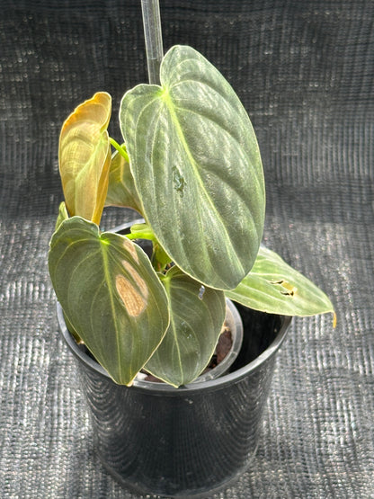 Philodendron Melanochrysum