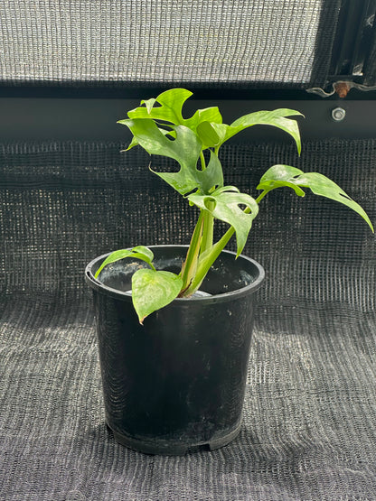 Monstera Minima