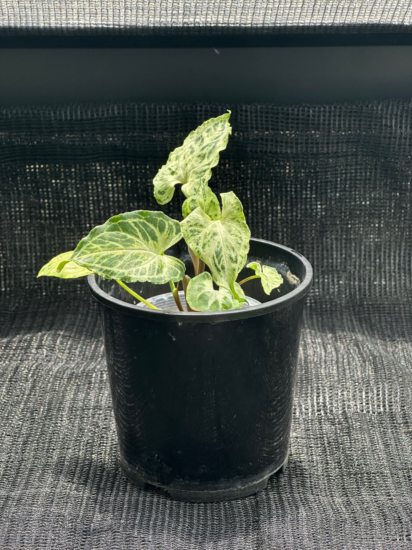 Syngonium Batik