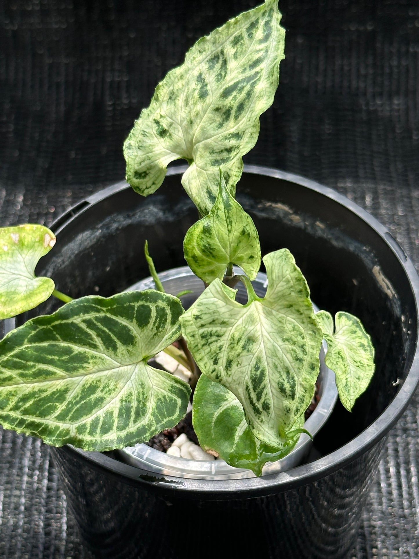 Syngonium Batik