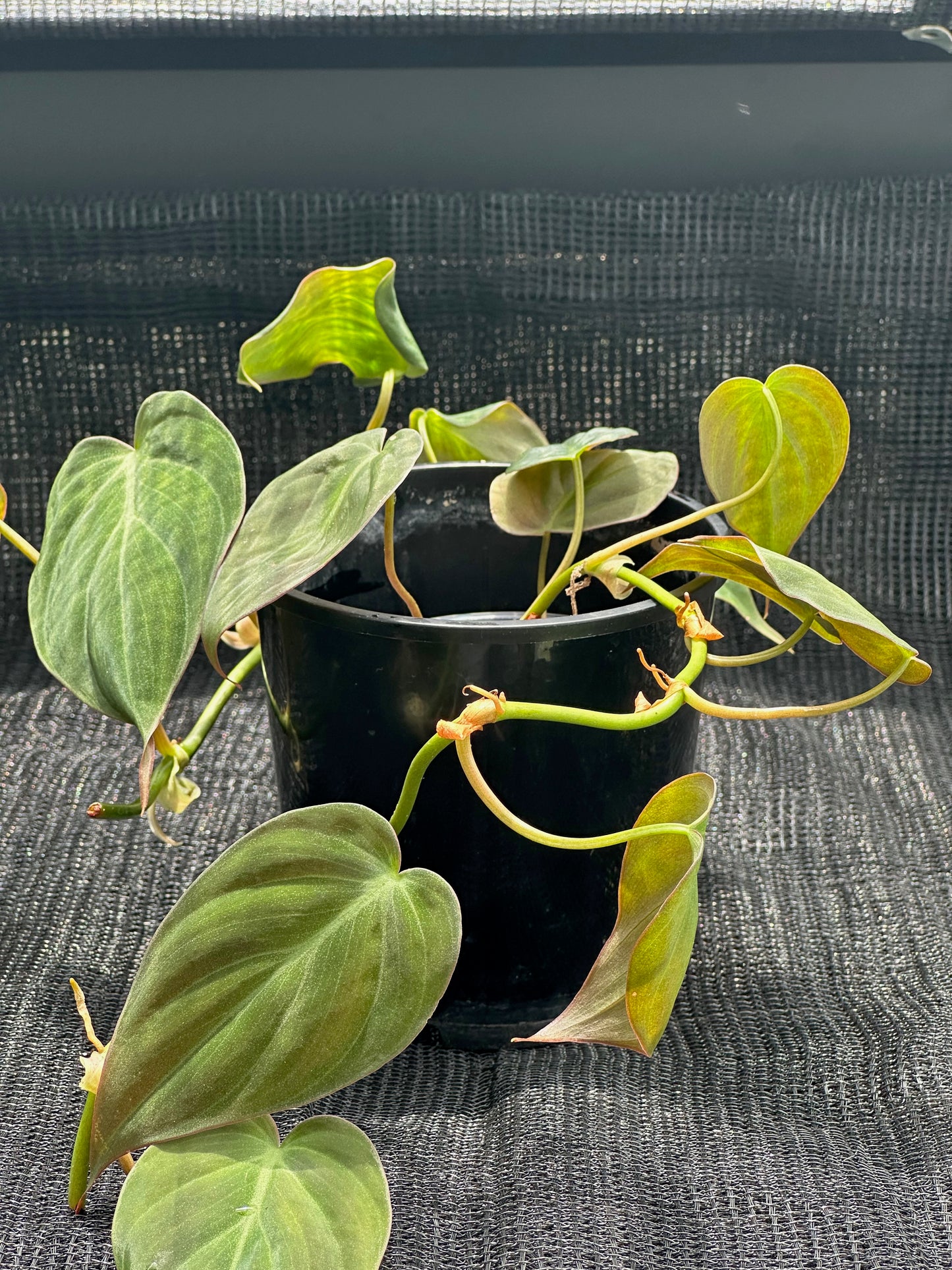 Philodendron Micans 'Velvet Leaf'