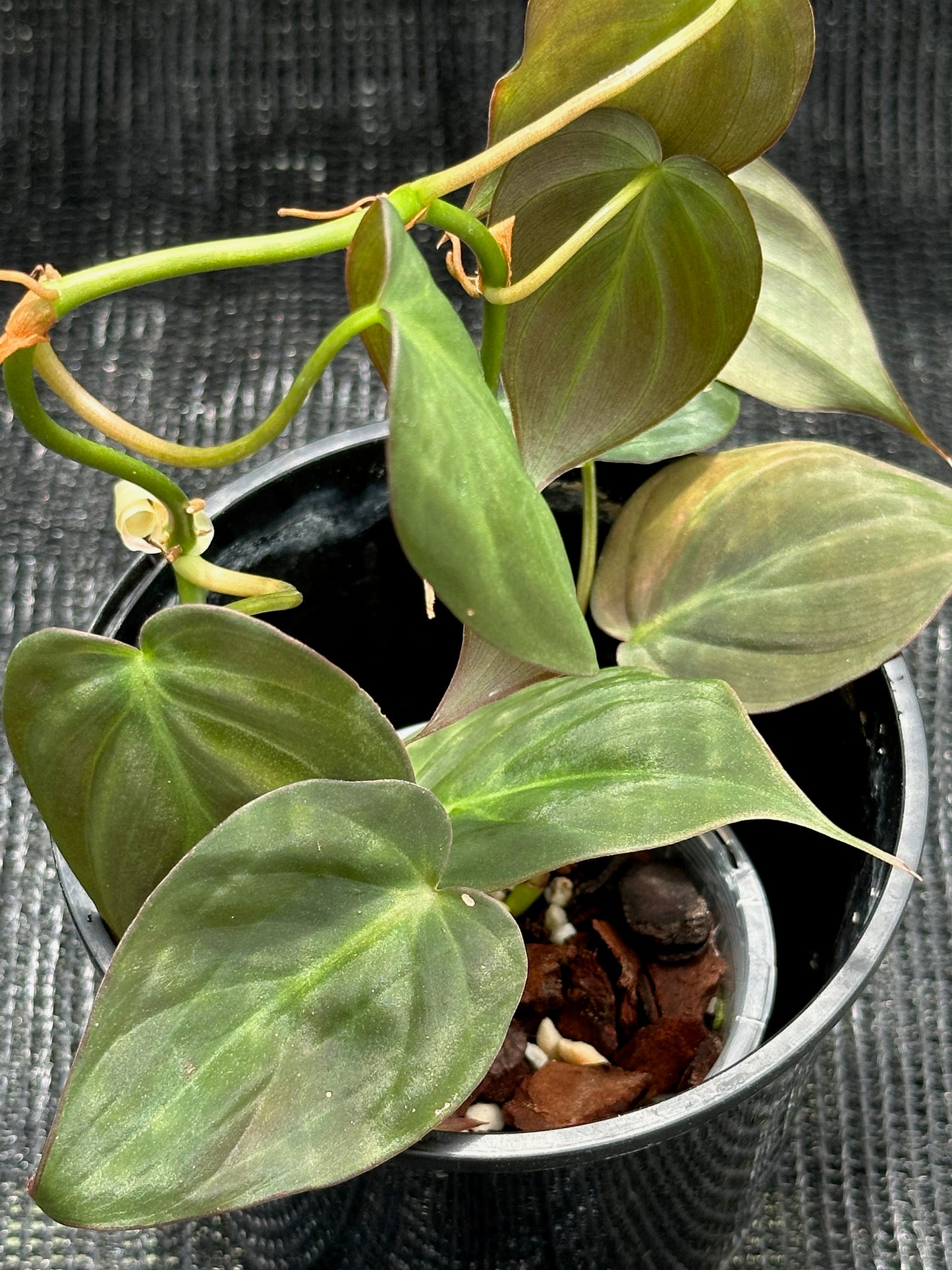 Philodendron Micans 'Velvet Leaf'