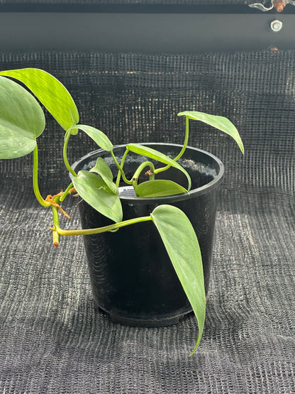 Philodendron Heartleaf