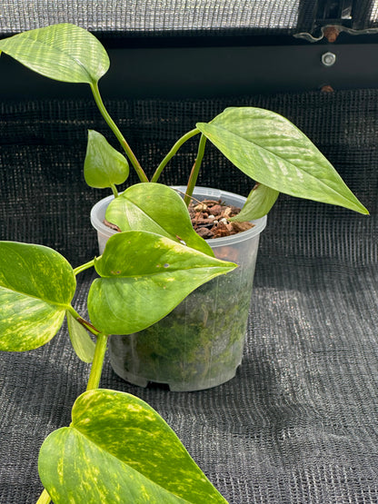 Epipremnum Aureum - 'Golden Pothos'