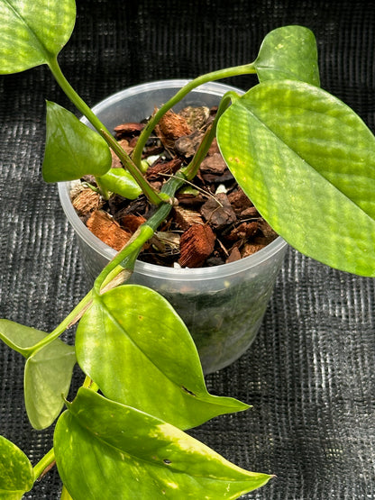 Epipremnum Aureum - 'Golden Pothos'