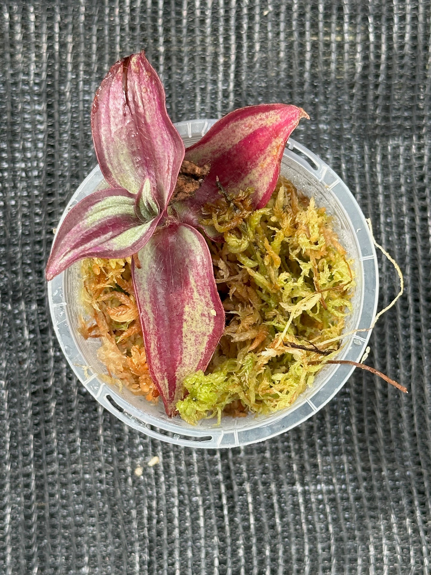 Tradescantia Zebrina (Cutting)
