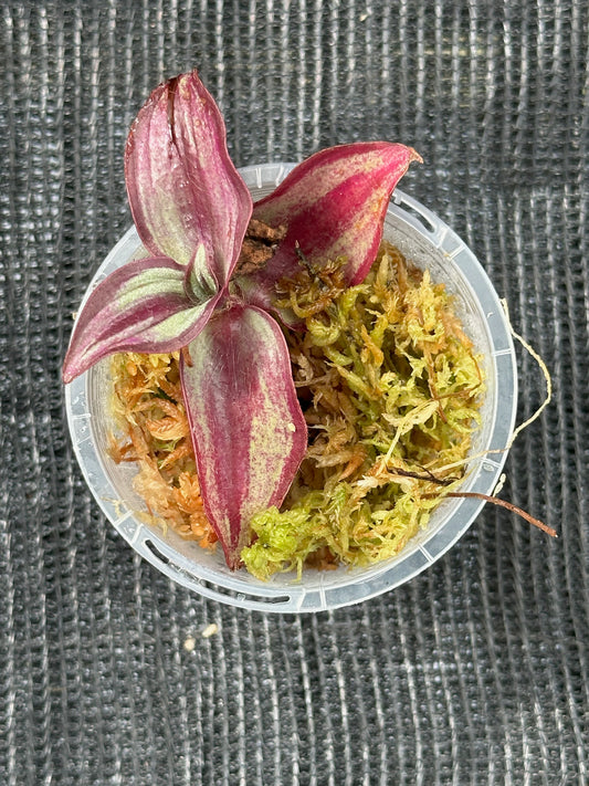 Tradescantia Zebrina (Cutting)