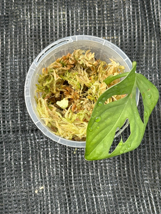 Monstera Adansonii (Cutting)