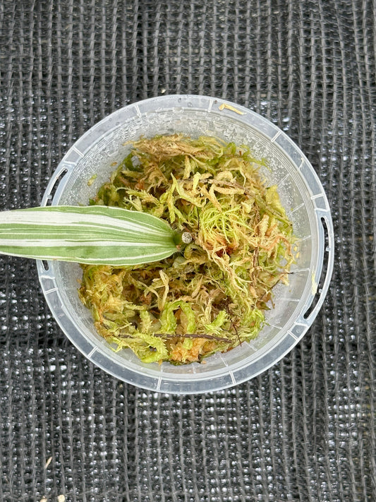 Tradescantia Albiflora Variegata (Cutting)