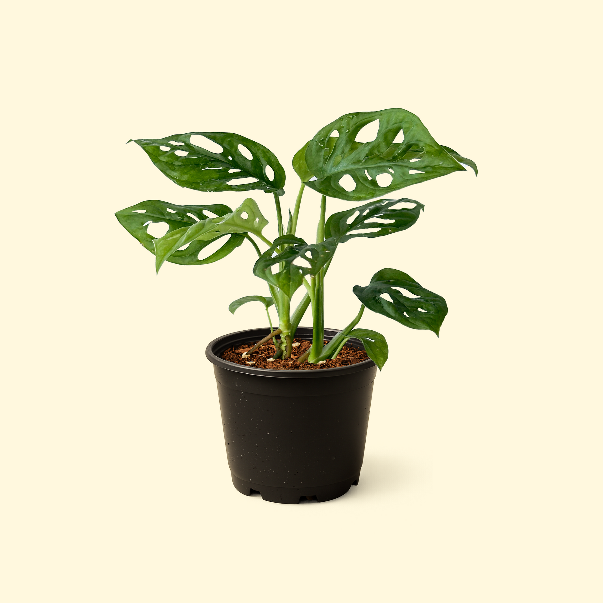 monstera adansonii nz Monstera Adansonii 'Monkey Mask' – Synthesis Plant Studio