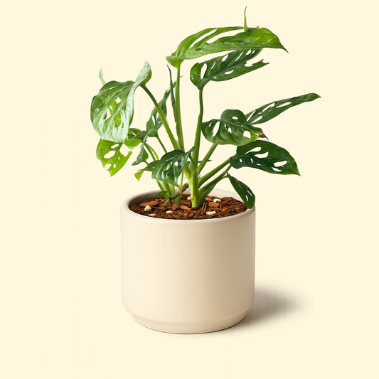 Monstera Adansonii 'Monkey Mask'