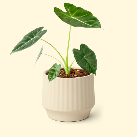 Alocasia Frydek