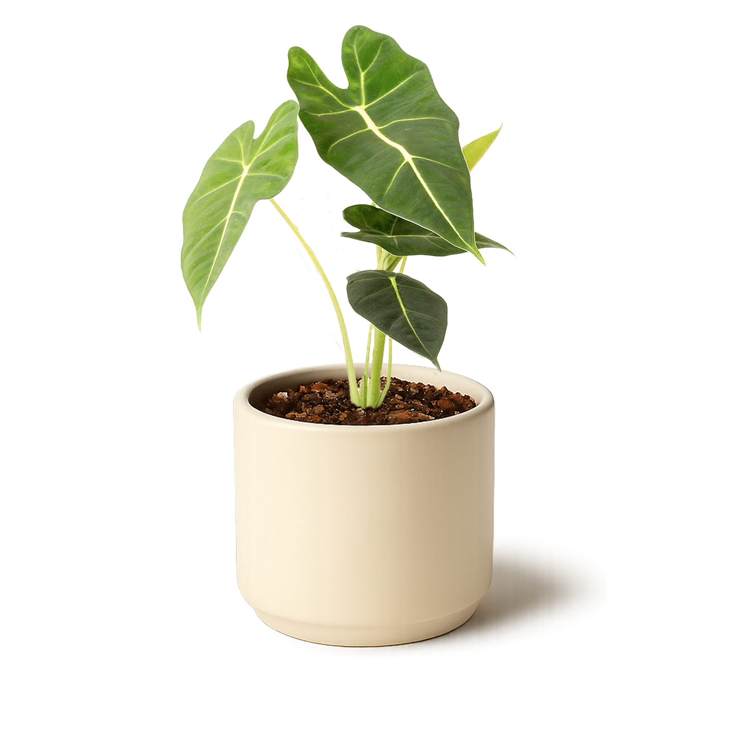 Alocasia Frydek