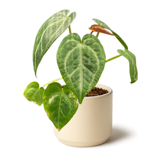 Anthurium Magnificum 'Dark Form'