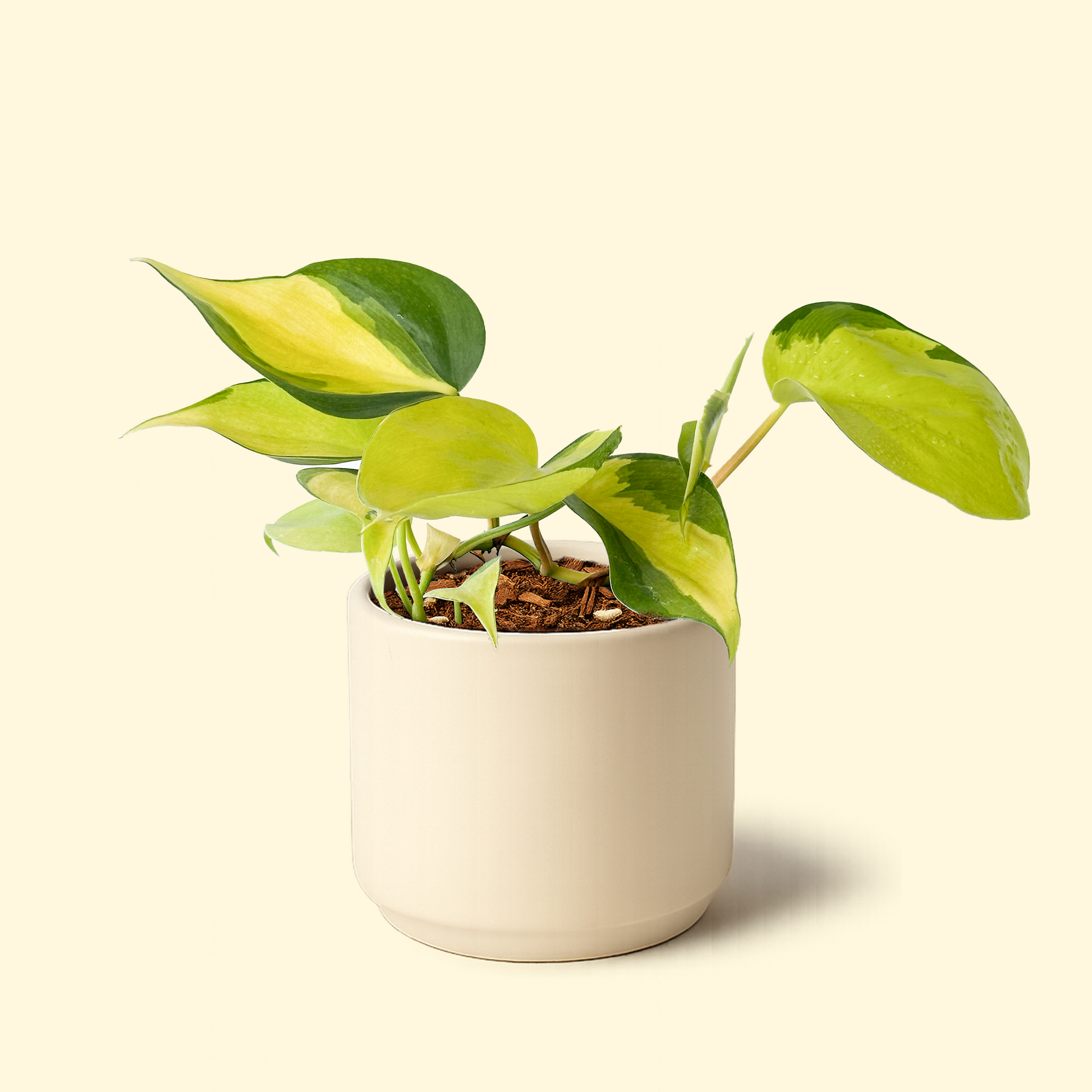 brasil philodendron nz Philodendron Brasil – Synthesis Plant Studio