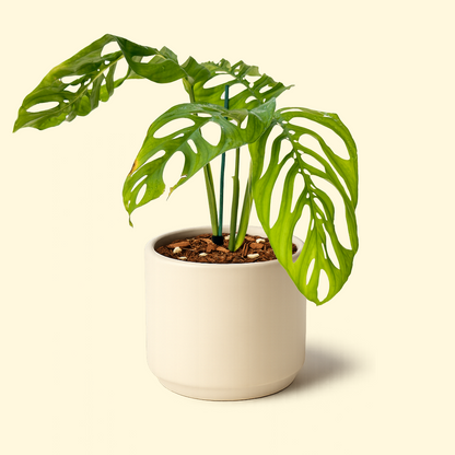 philodendron epipremnoides Monstera Epipremnoides – Synthesis Plant Studio