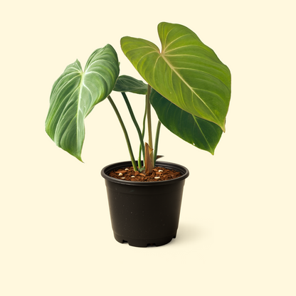 buy philodendron nz Philodendron Gloriosum – Synthesis Plant Studio