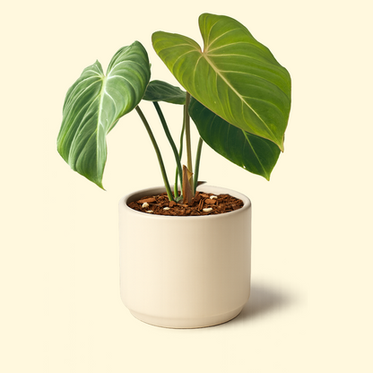 buy philodendron nz Philodendron Gloriosum – Synthesis Plant Studio