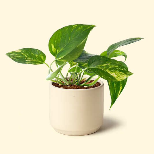 Epipremnum Aureum - 'Golden Pothos'