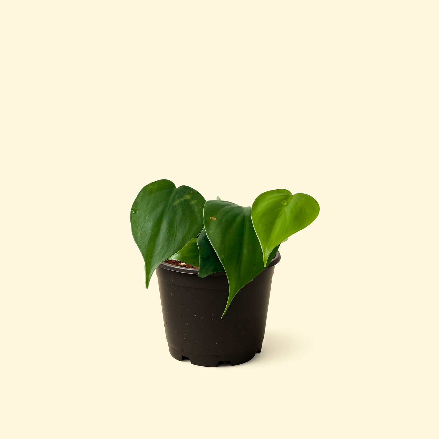 Philodendron Heartleaf