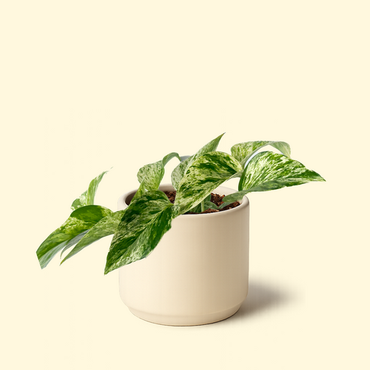 Epipremnum Aureum - 'Marble Queen Pothos'