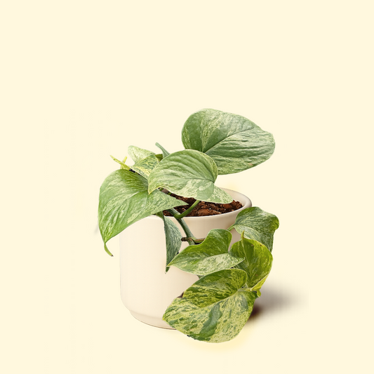Epipremnum Aureum - 'Marble Queen Pothos'