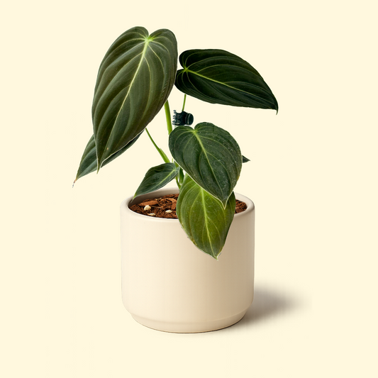 Philodendron Melanochrysum