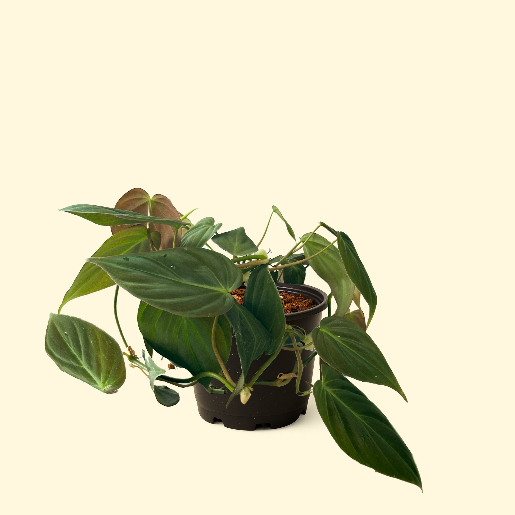 philodendron micans big leaves Philodendron Micans 'Velvet Leaf' – Synthesis Plant Studio