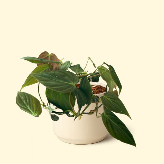 Philodendron Micans 'Velvet Leaf'