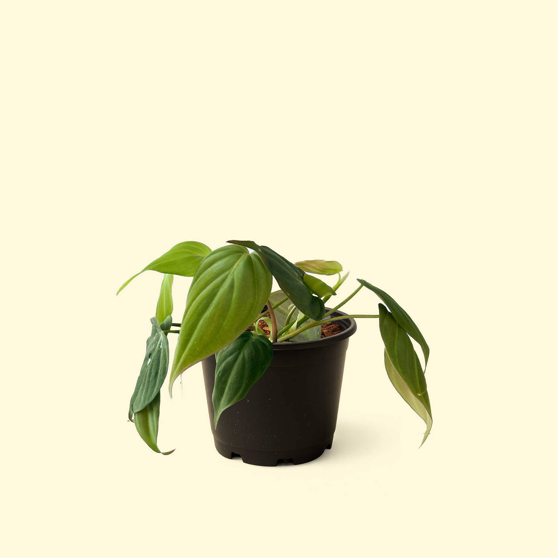 philodendron micans wiki Philodendron Micans 'Velvet Leaf' – Synthesis Plant Studio