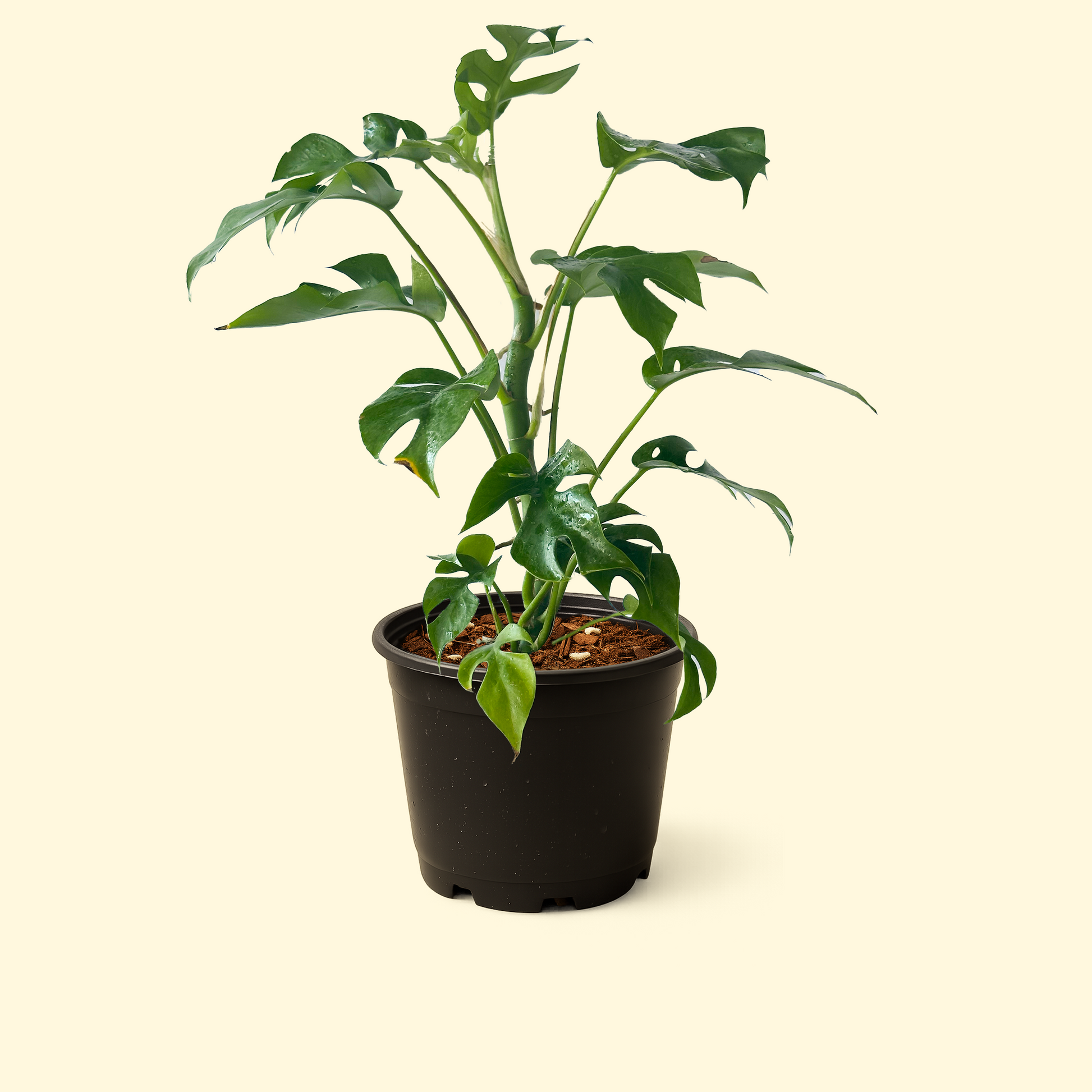 monstera minima Monstera Minima – Synthesis Plant Studio