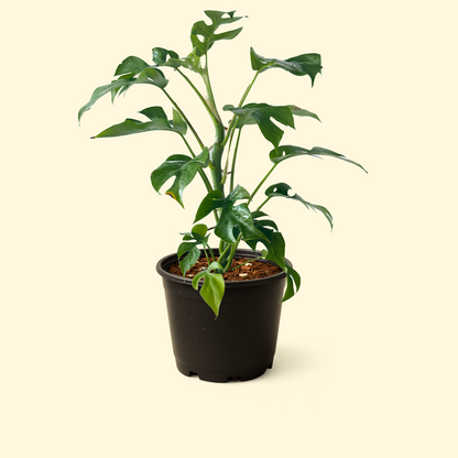 philodendron monstera minima Monstera Minima – Synthesis Plant Studio