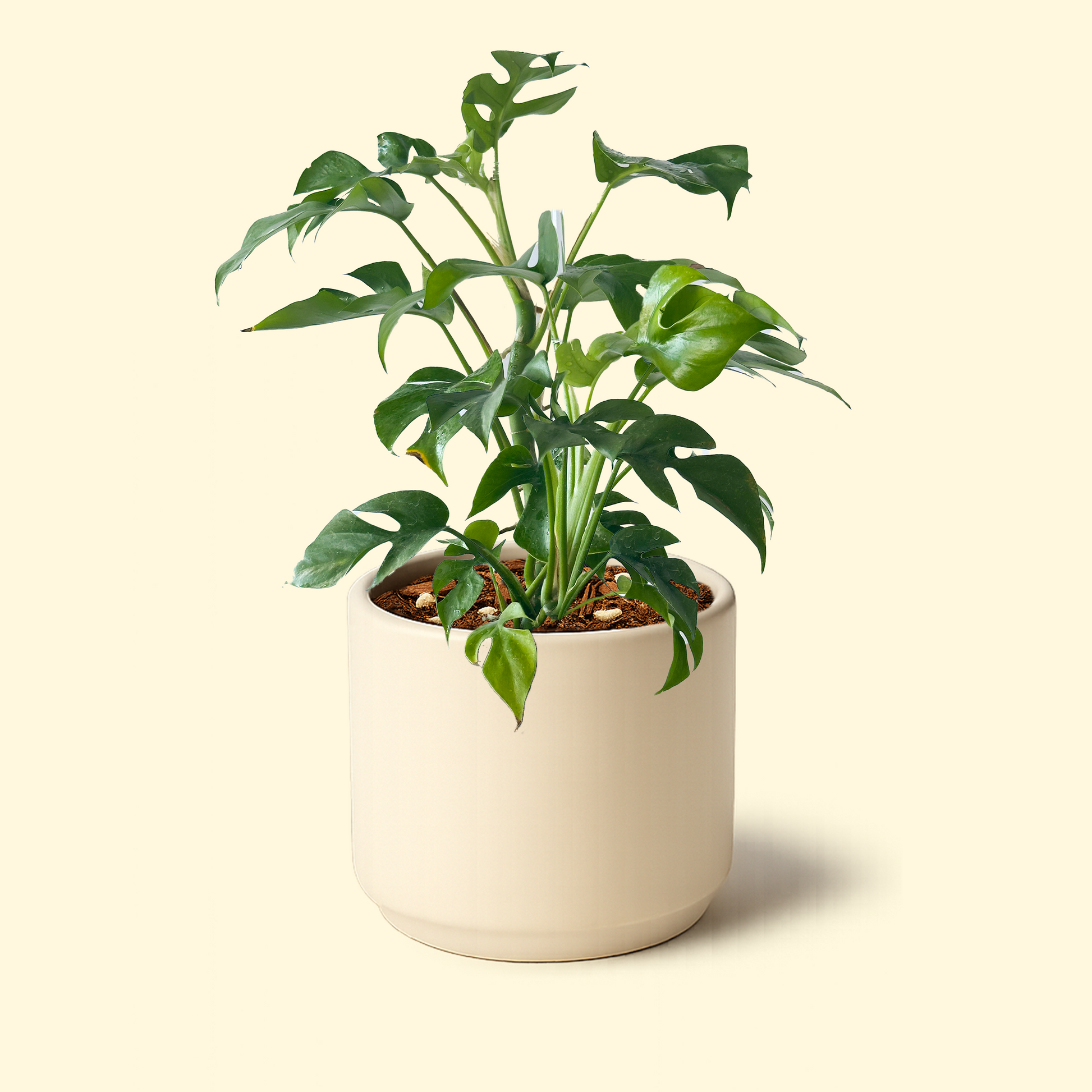 caring for an monstera minima Monstera Minima – Synthesis Plant Studio