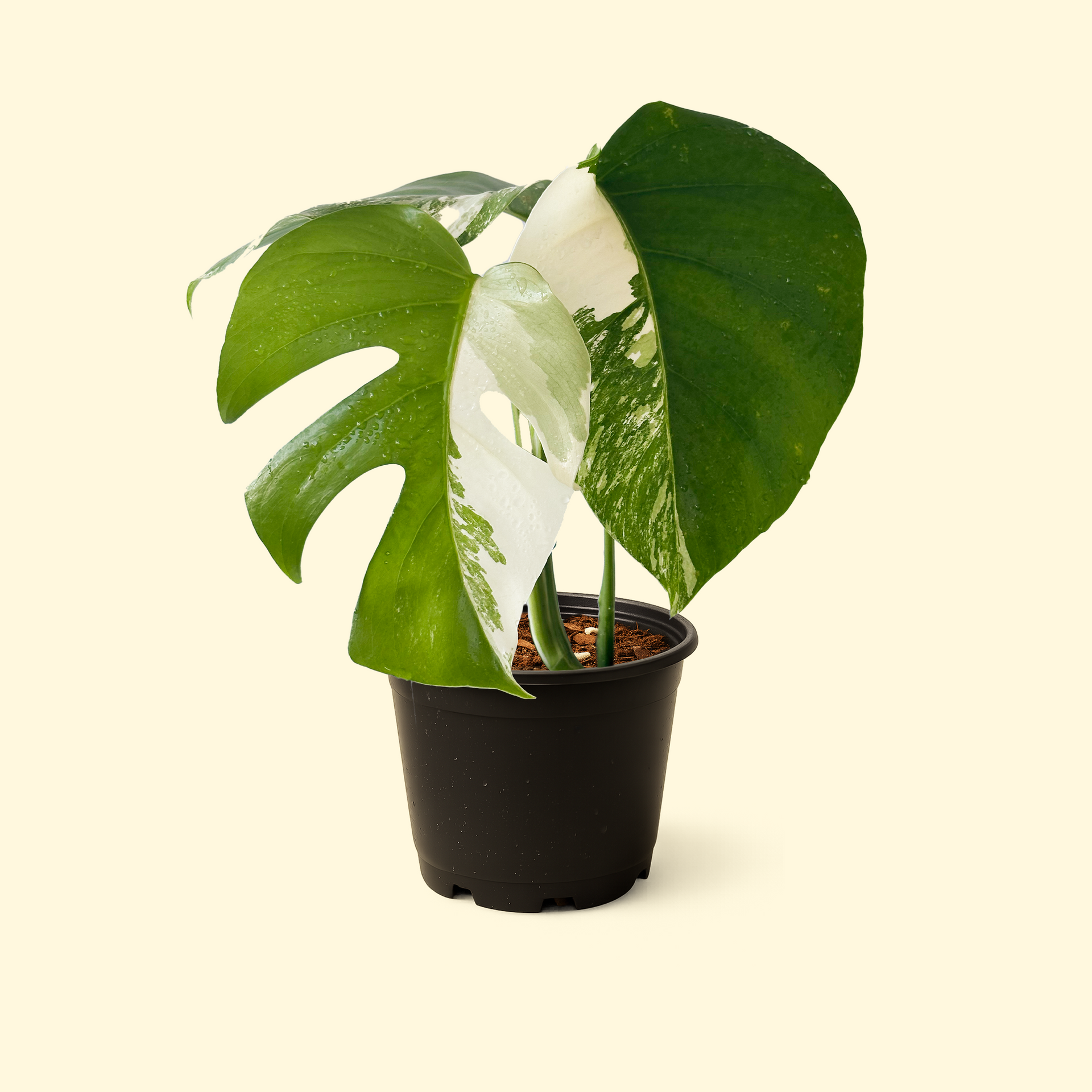 Monstera Albo – Synthesis Plant Studio