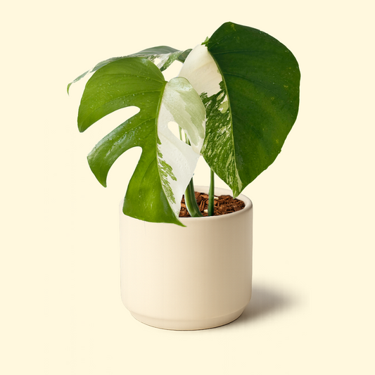 Monstera Albo