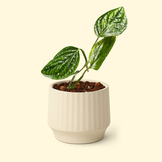 Monstera Karstenianum Peru