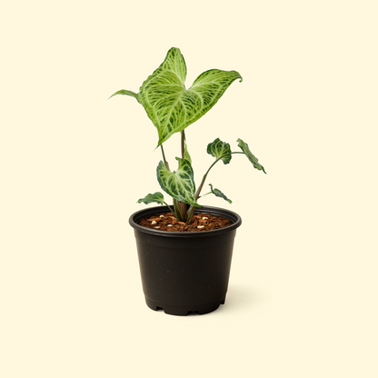 Syngonium Batik