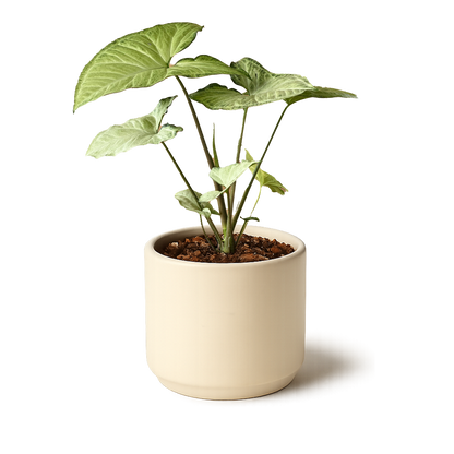 Syngonium White Butterfly