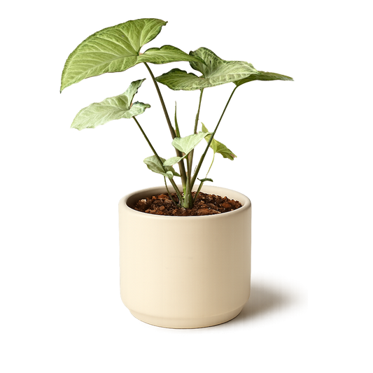 Syngonium White Butterfly