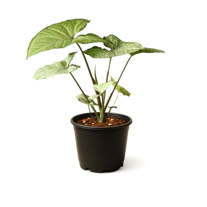 Syngonium White Butterfly
