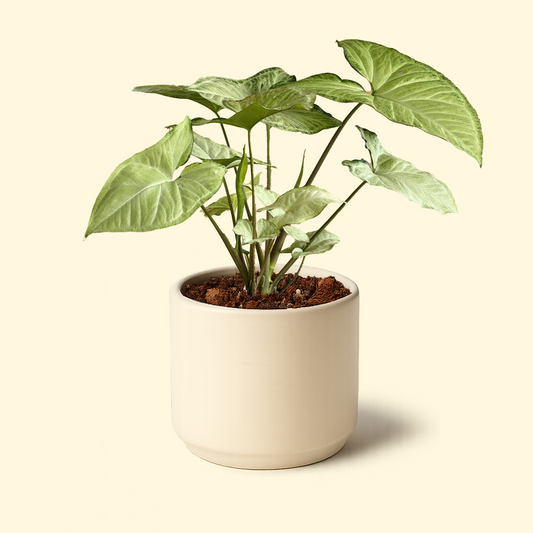 Syngonium White Butterfly