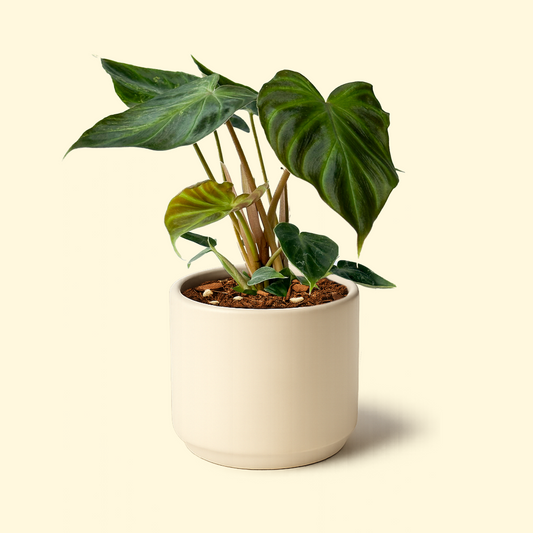 Philodendron Verrucosum