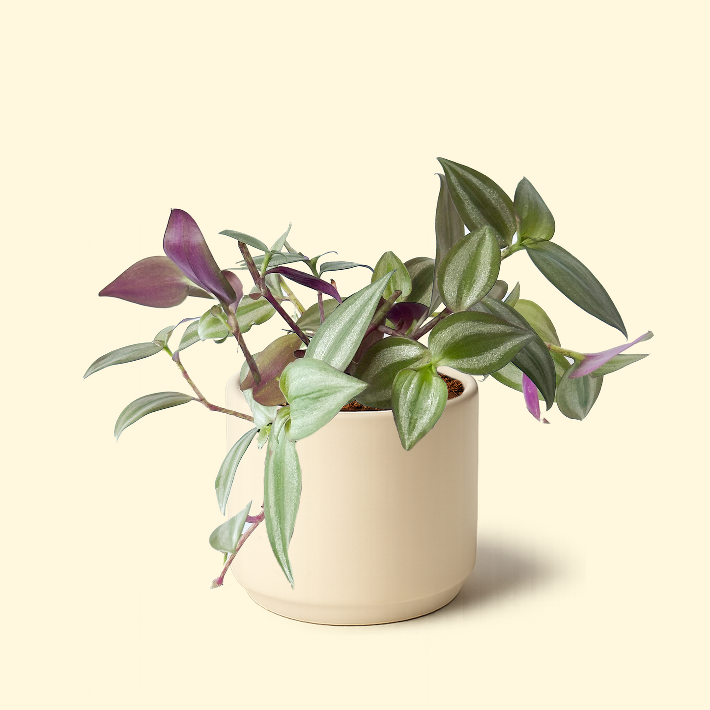 Tradescantia Zebrina