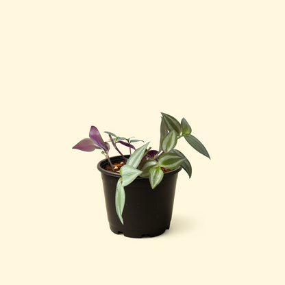 Tradescantia Zebrina